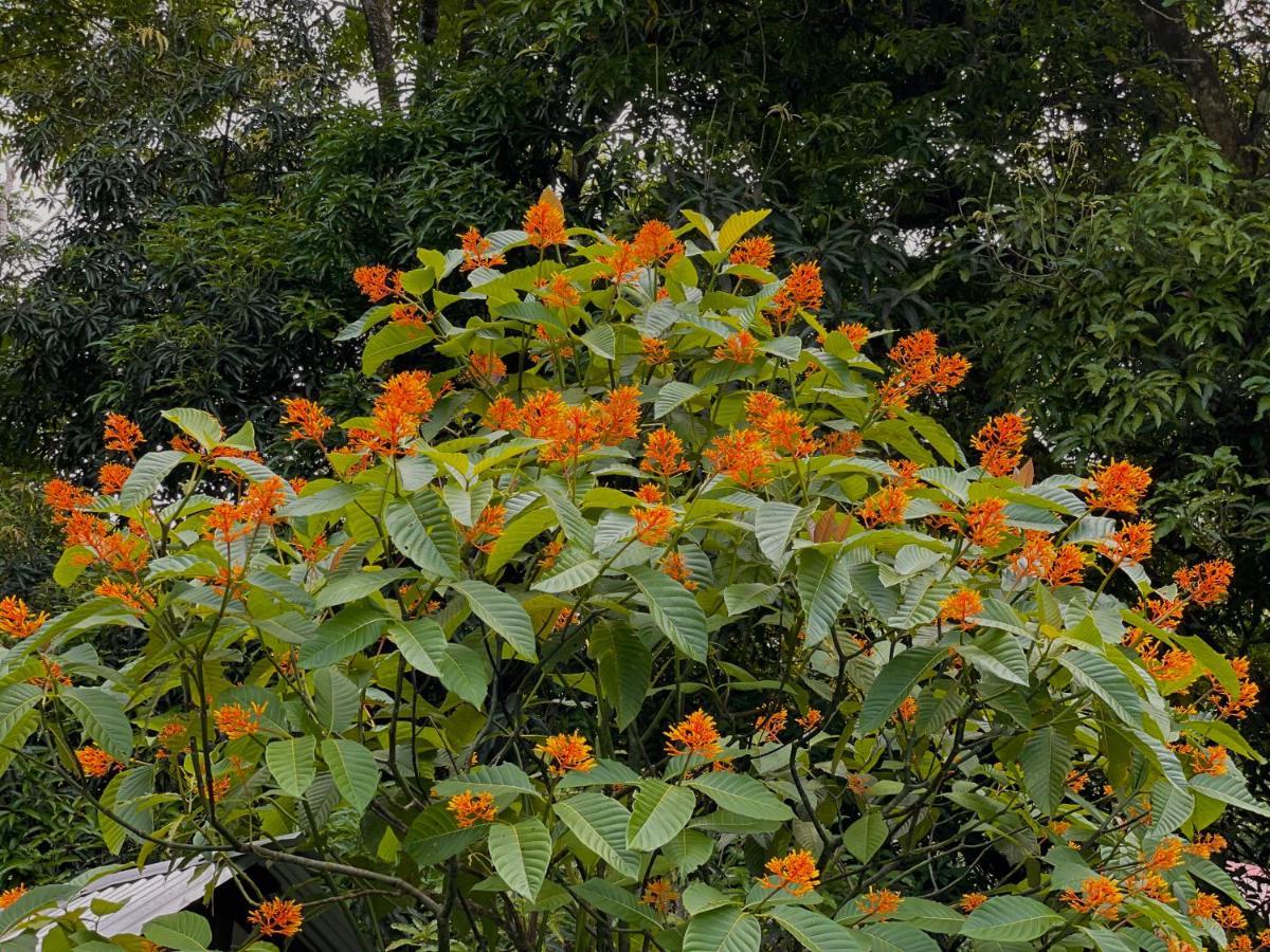 Los Amigos Jungle Hotel ตอร์ตูเกโร ภายนอก รูปภาพ