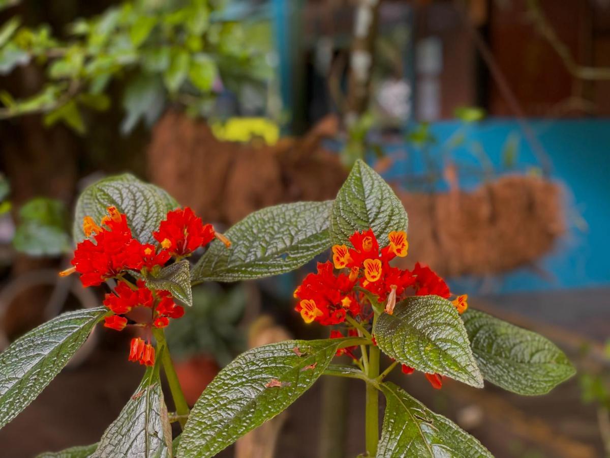 Los Amigos Jungle Hotel ตอร์ตูเกโร ภายนอก รูปภาพ