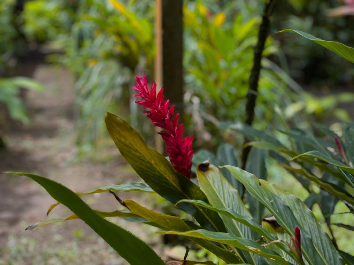 Los Amigos Jungle Hotel ตอร์ตูเกโร ภายนอก รูปภาพ